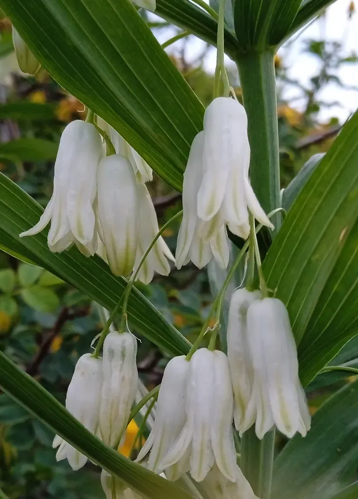 Polygonatum Sewerzowii