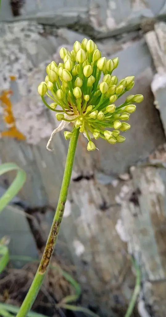 Allium Eriocoleum