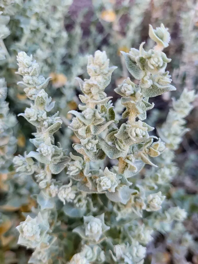 Atriplex Imbricata