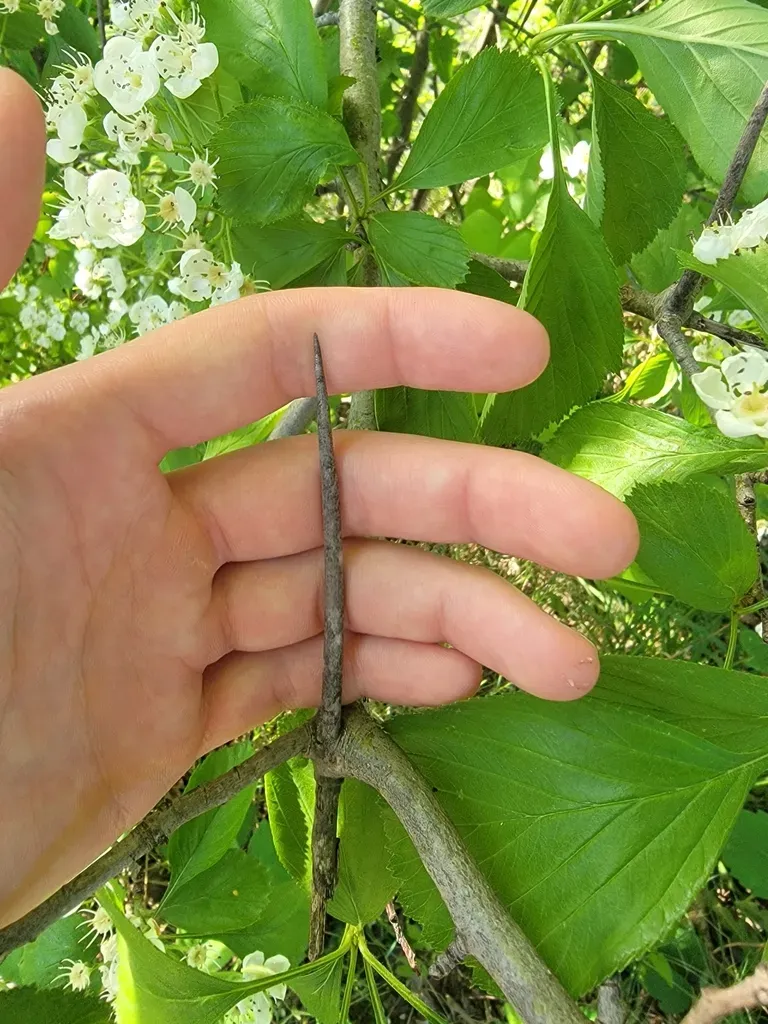 Rough Hawthorn