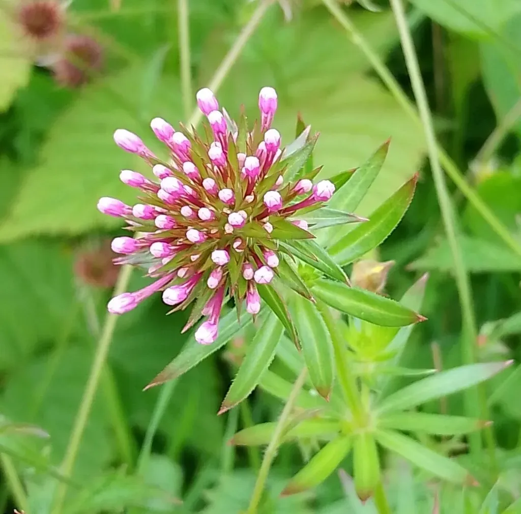 Caucasian Crosswort