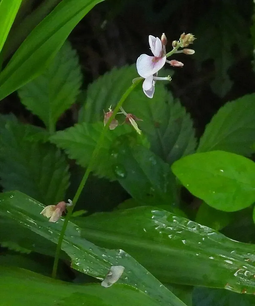 Desmodium Affine