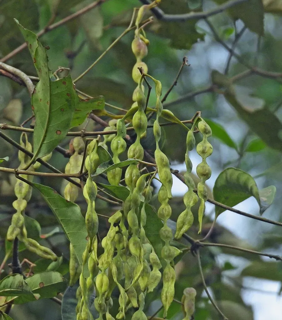 Condylocarpon Isthmicum