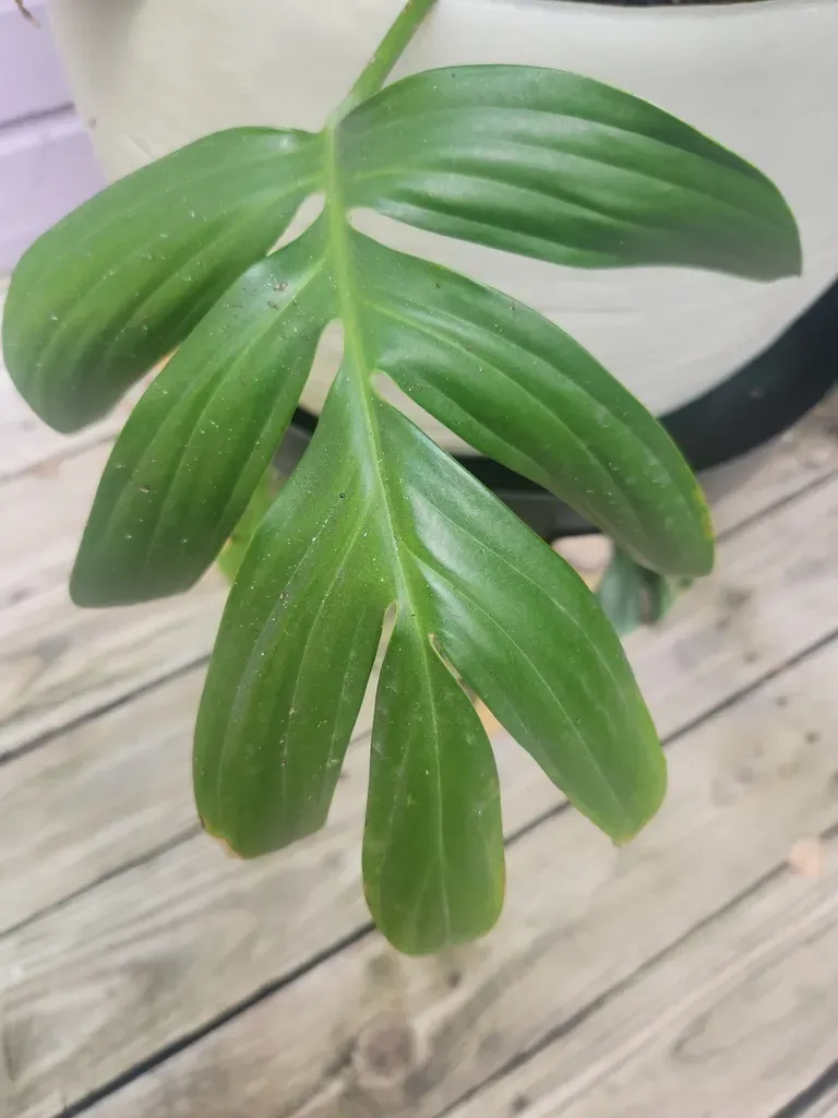 Creeping Philodendron