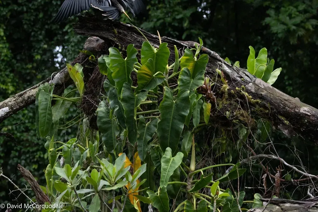 Philodendron Brevispathum