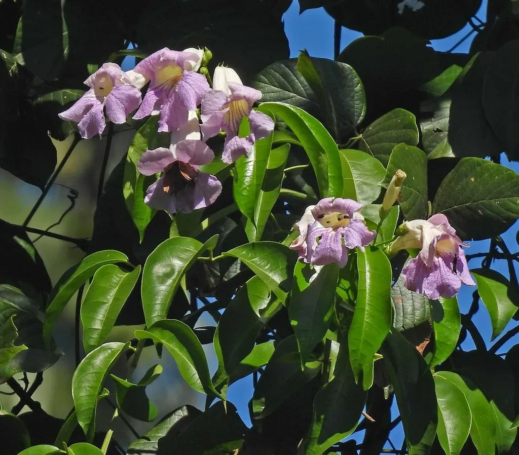 Violet Trumpet Vine