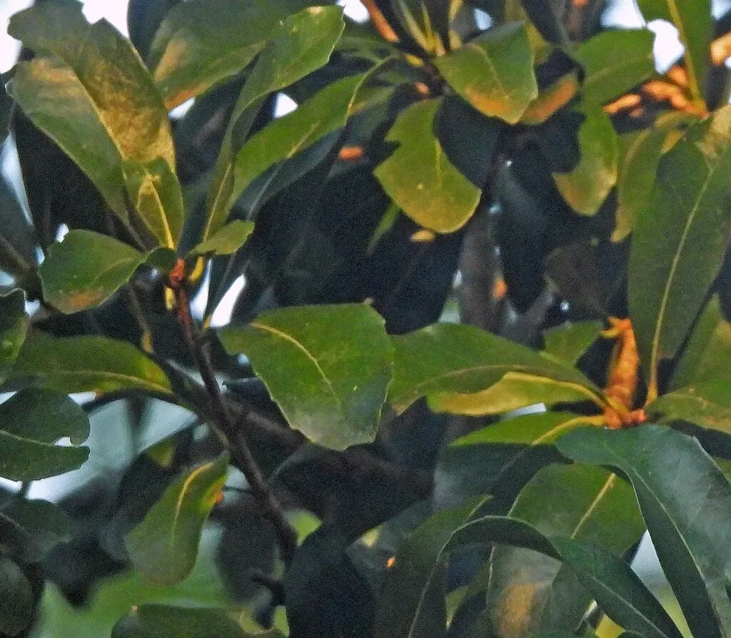 Cordia Americana