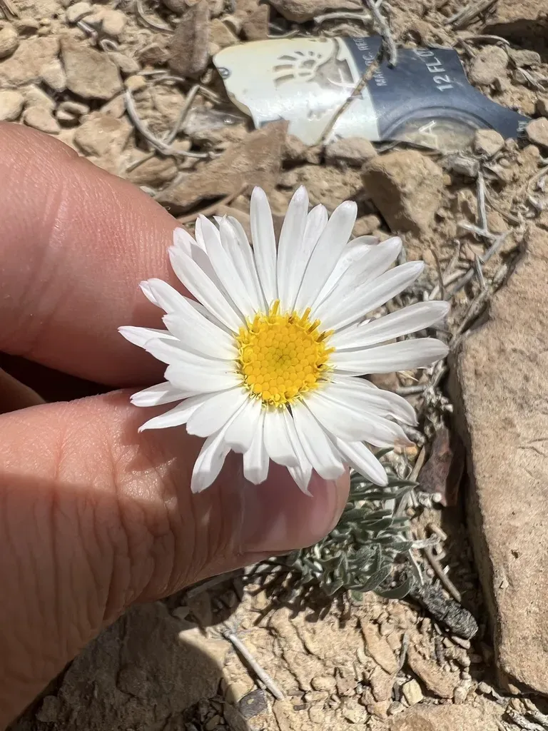 Compact Daisy