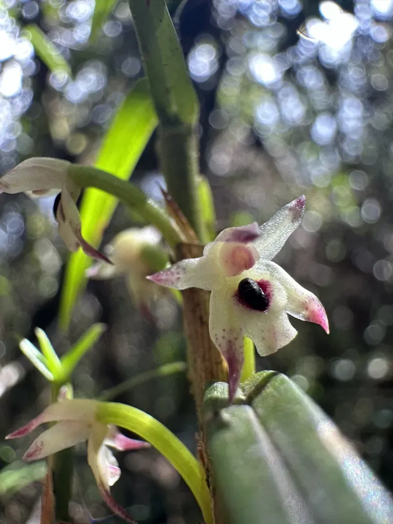 Maxillaria Graminifolia