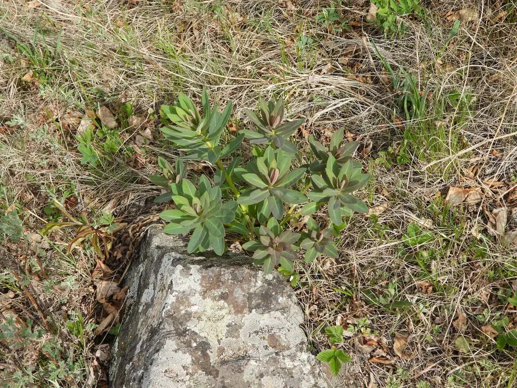 Euphorbia Fischeriana
