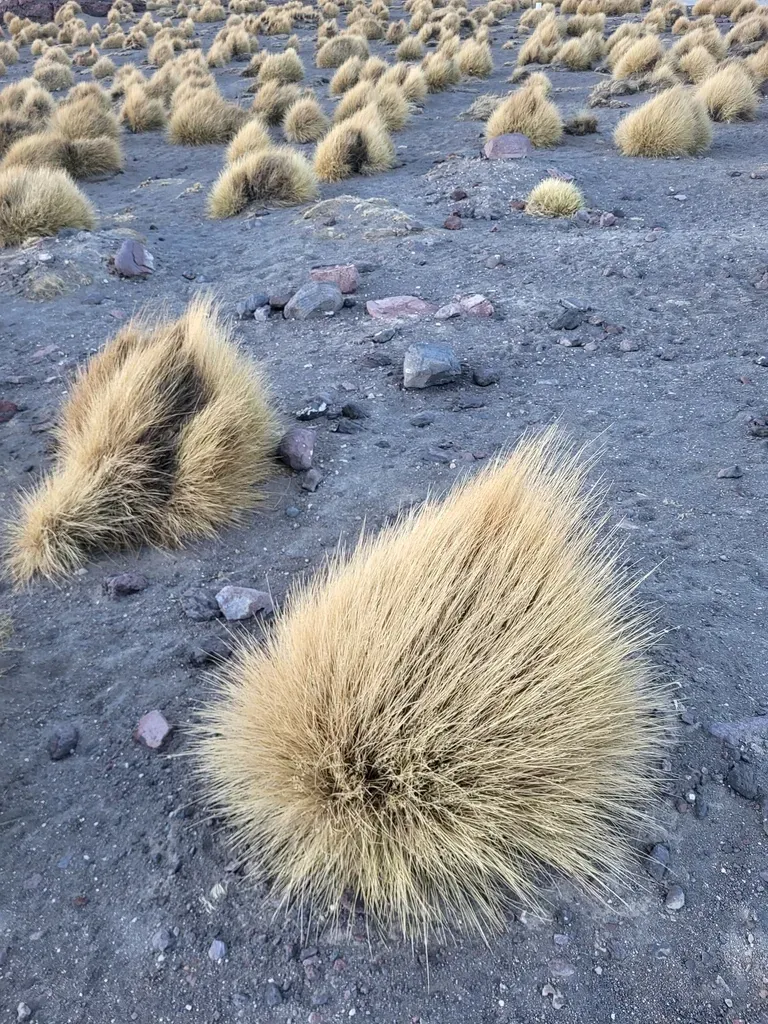 Festuca Chrysophylla