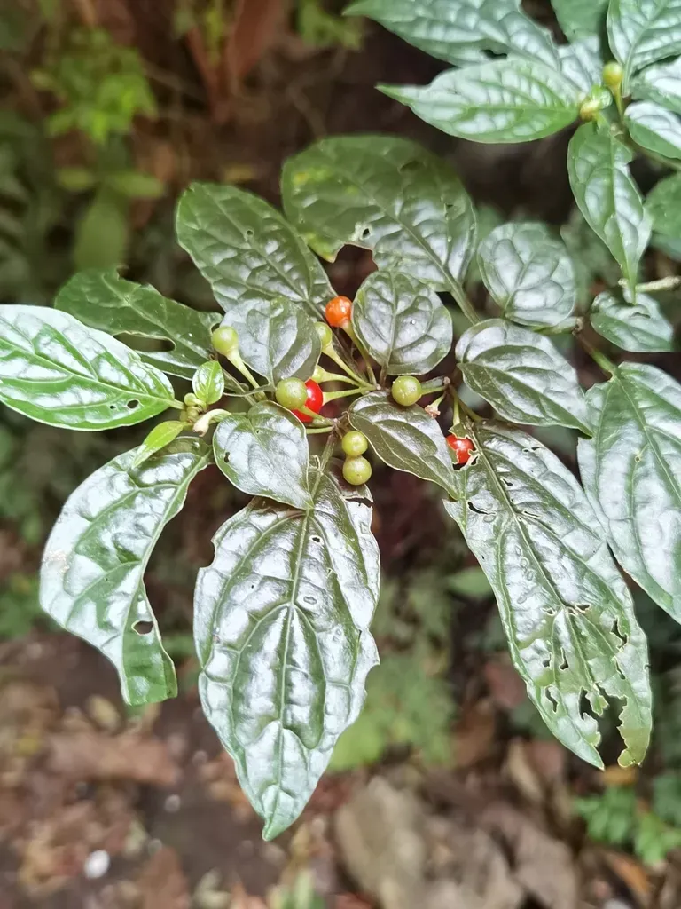 Witheringia Meiantha