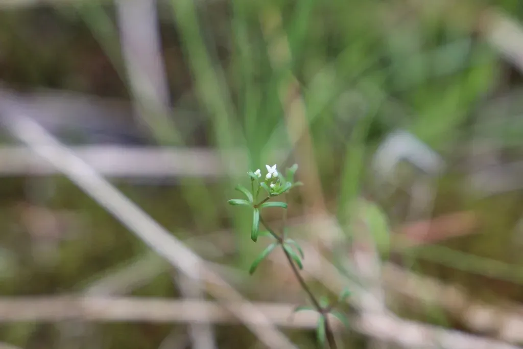 Bog Bedstraw