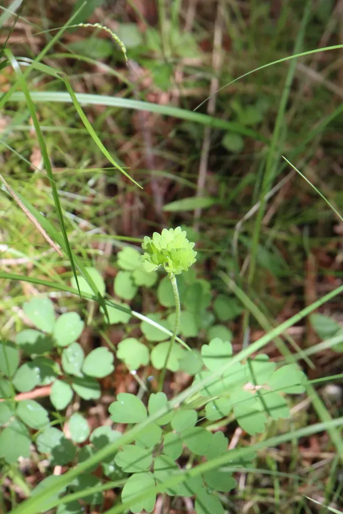 Tall Meadow Rue