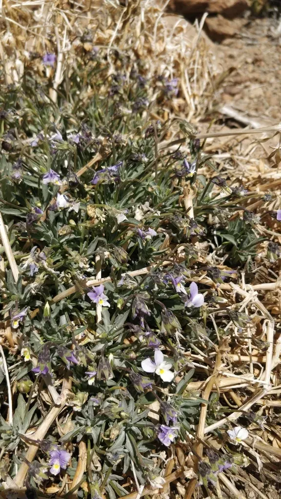 Viola Guaxarensis
