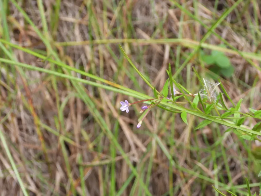 Hall's Willowherb