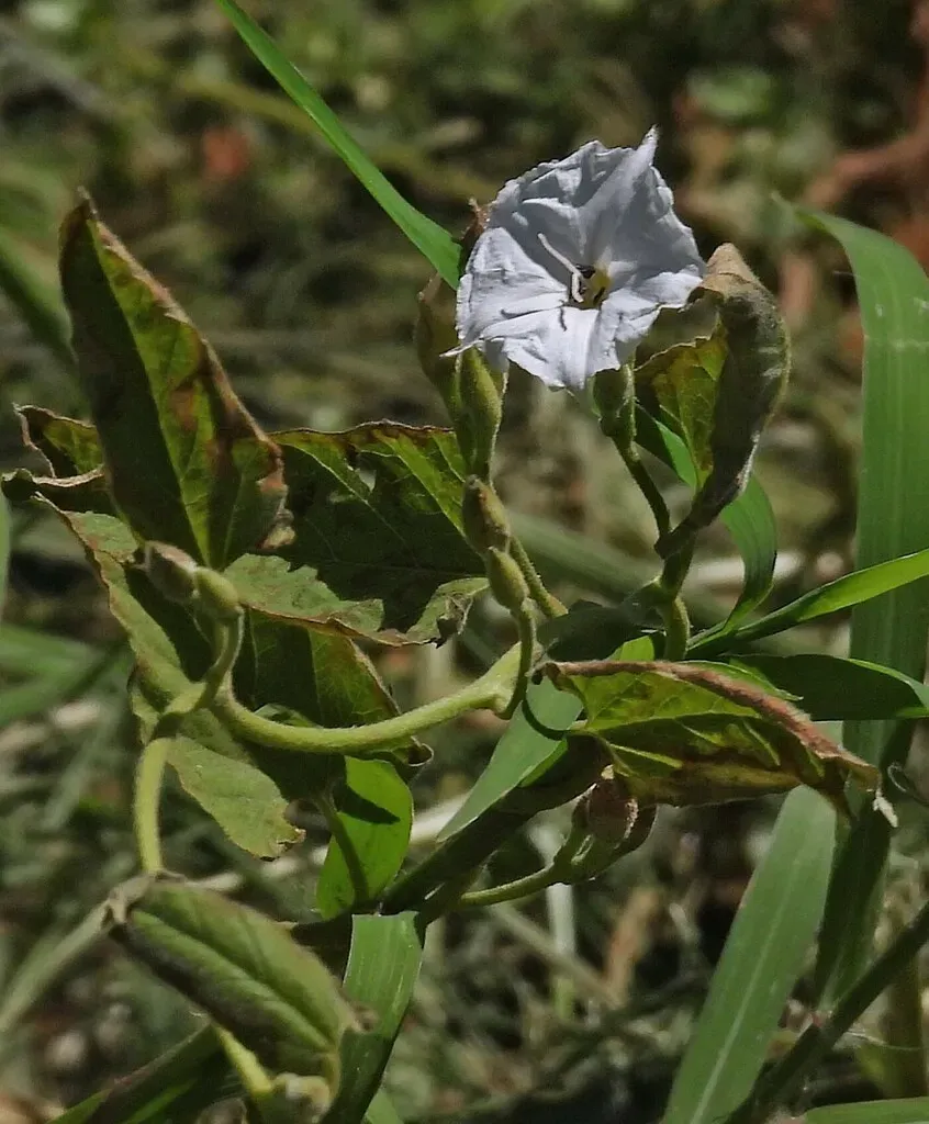 Crested Bindweed