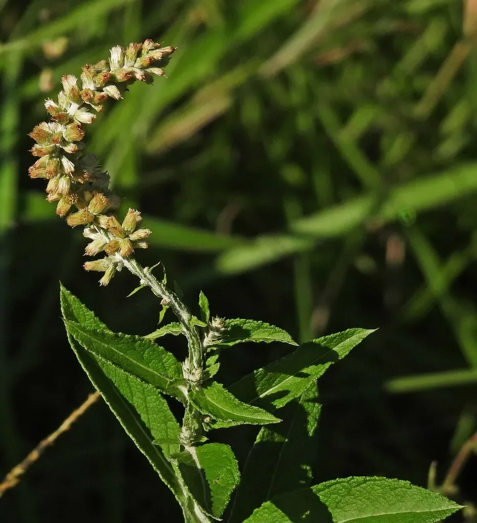 Pterocaulon Alopecuroides