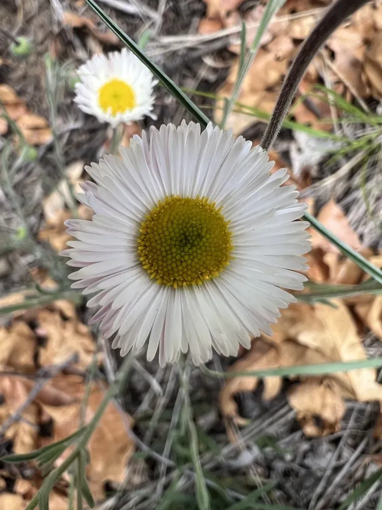 Running Fleabane