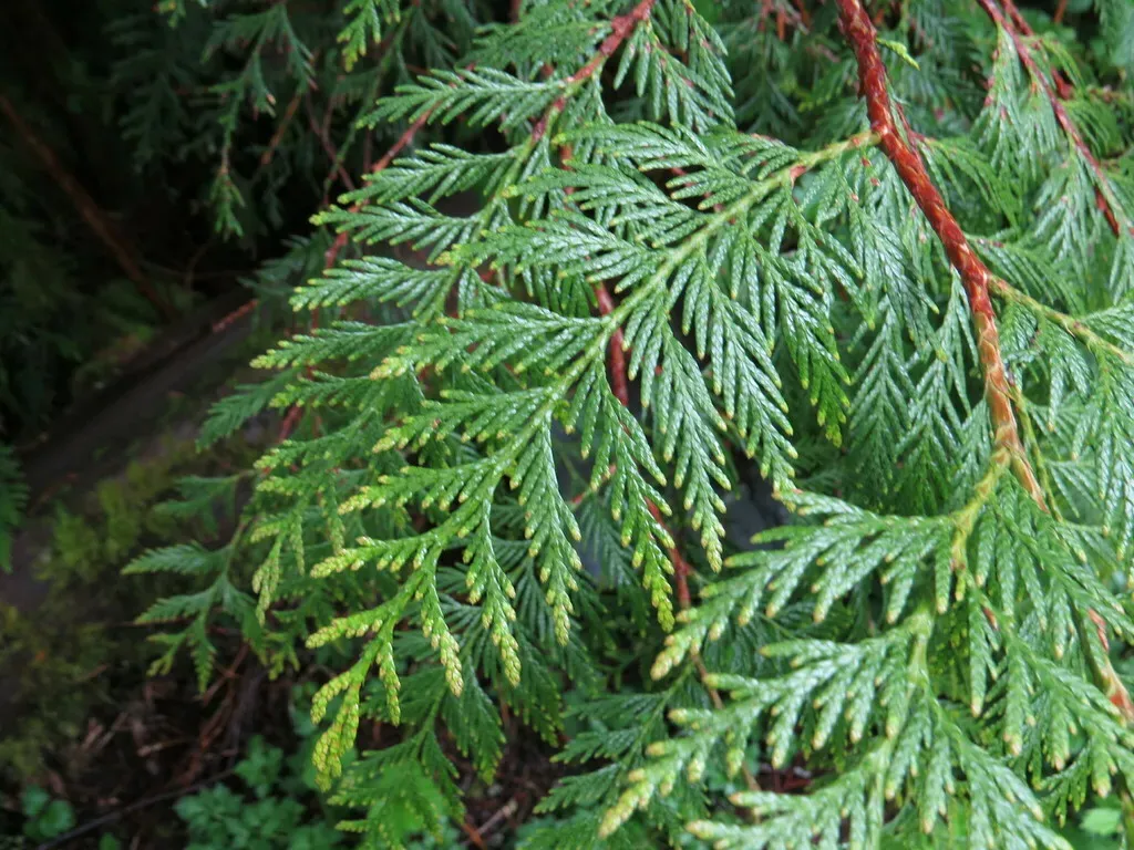 Western Redcedar