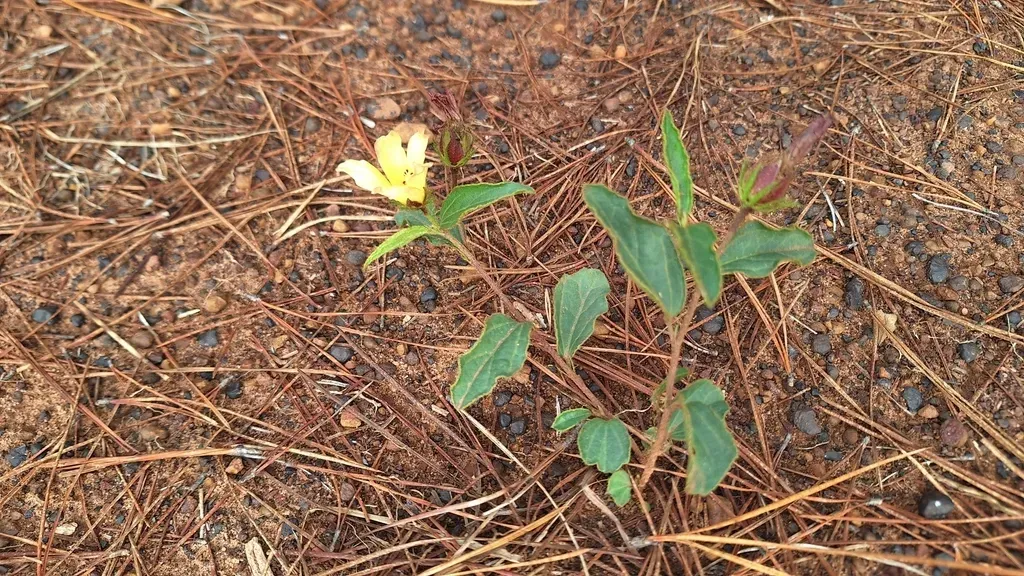 African Hibiscus