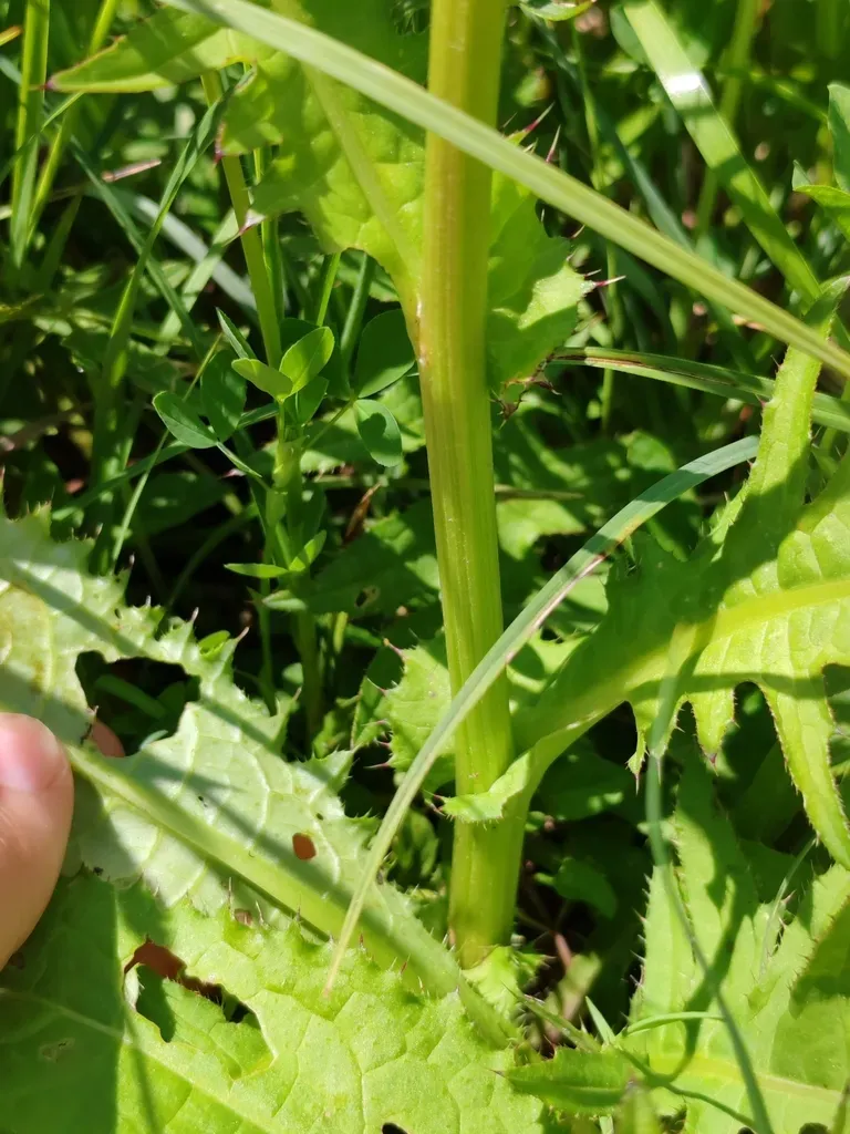 Cirsium × Erucagineum