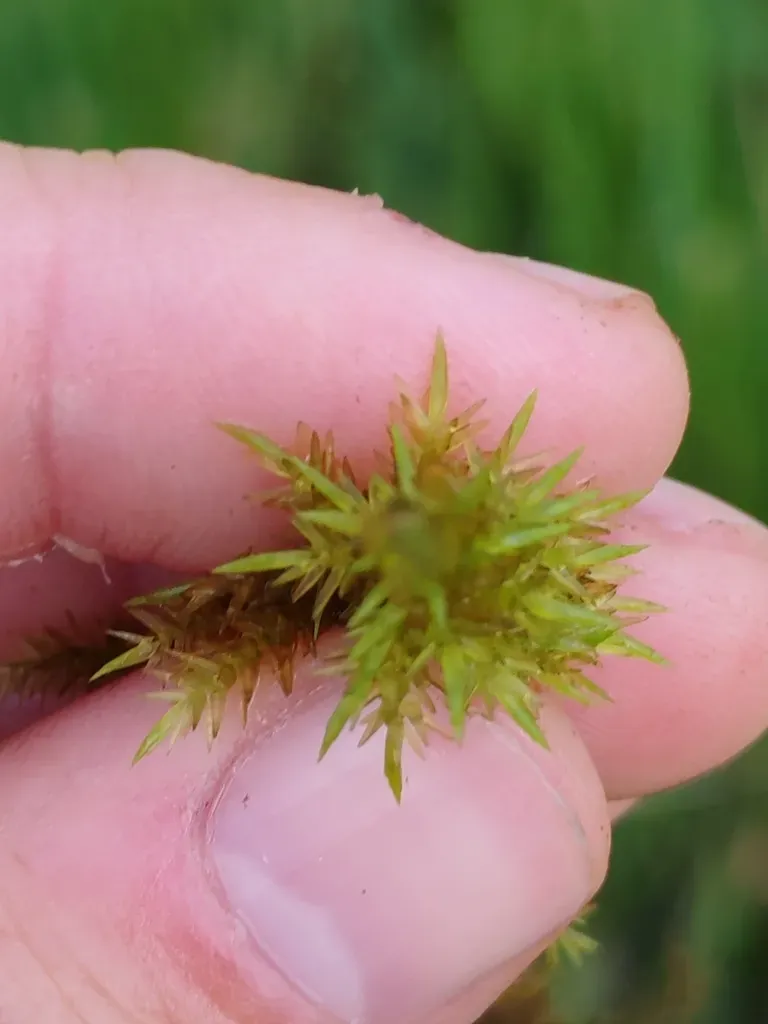 Giant Calliergon Moss