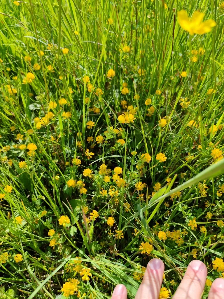 Small-fruited Clover