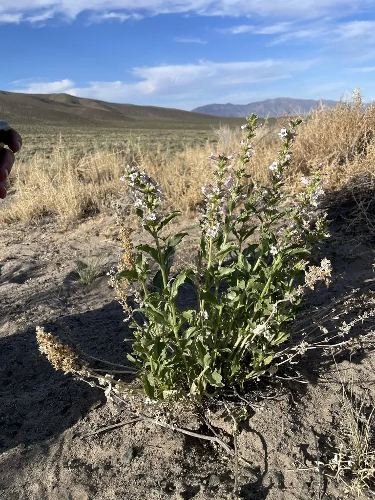Dune Beardtongue