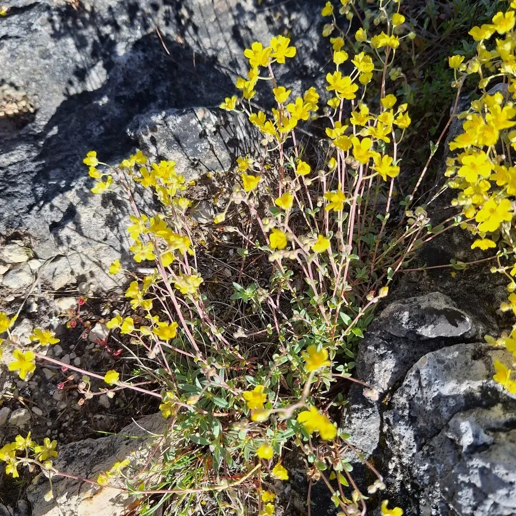 Hoary Rock-rose