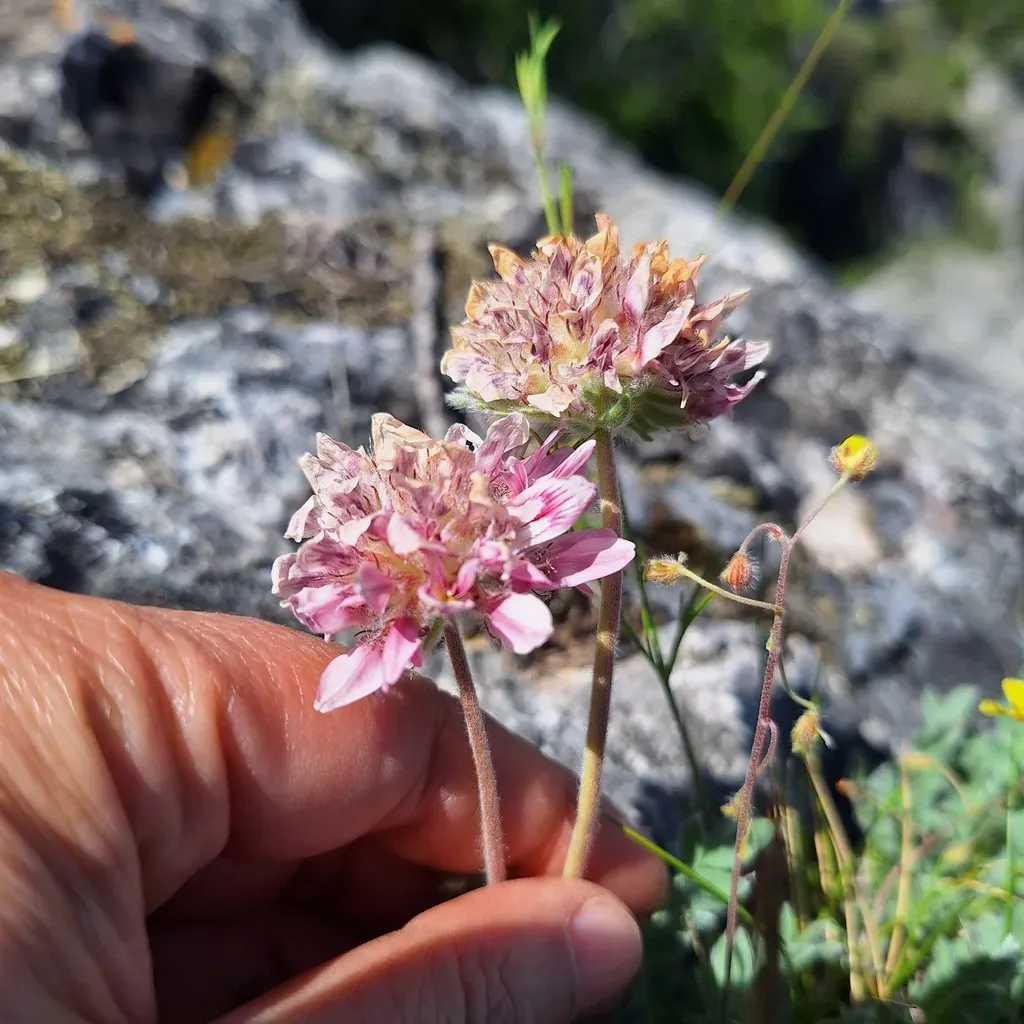 Mountain Kidney Vetch
