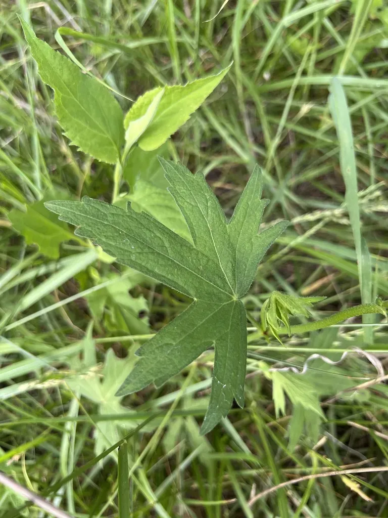 Bush Poppymallow