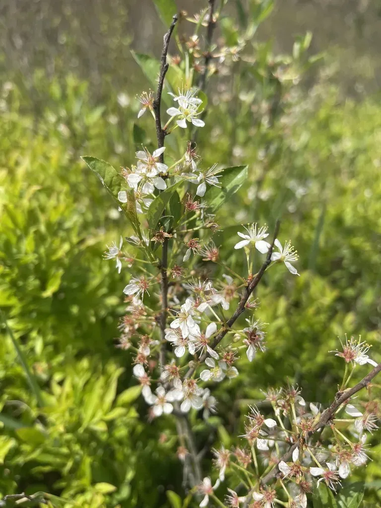 Susquehana Sandcherry