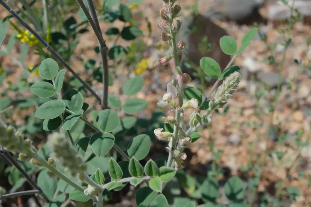 Onobrychis Hypargyrea