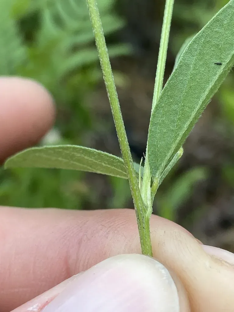 Eastern Sampson's-snakeroot