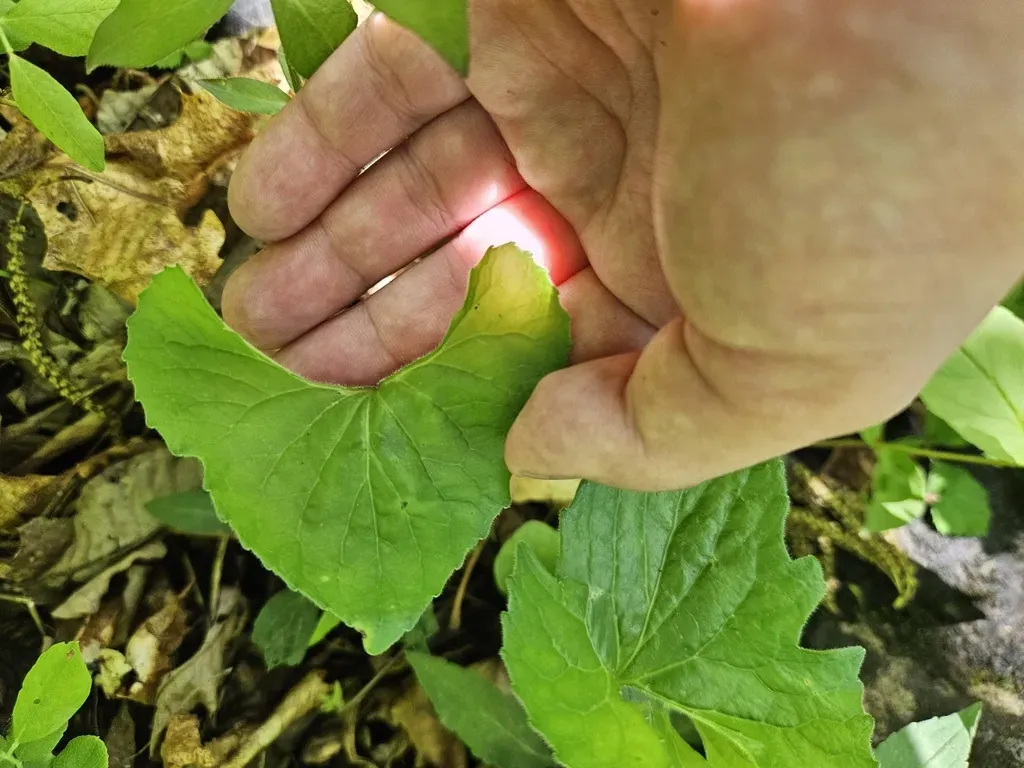 Viola × Populifolia