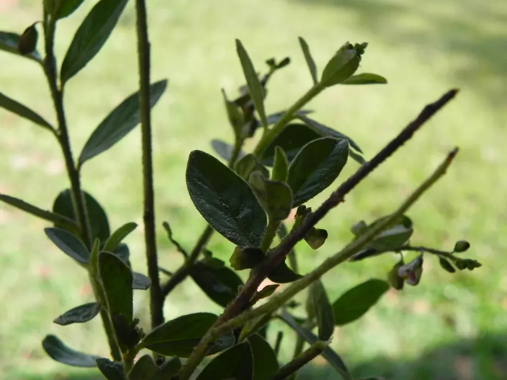 Asemeia Extraaxillaris