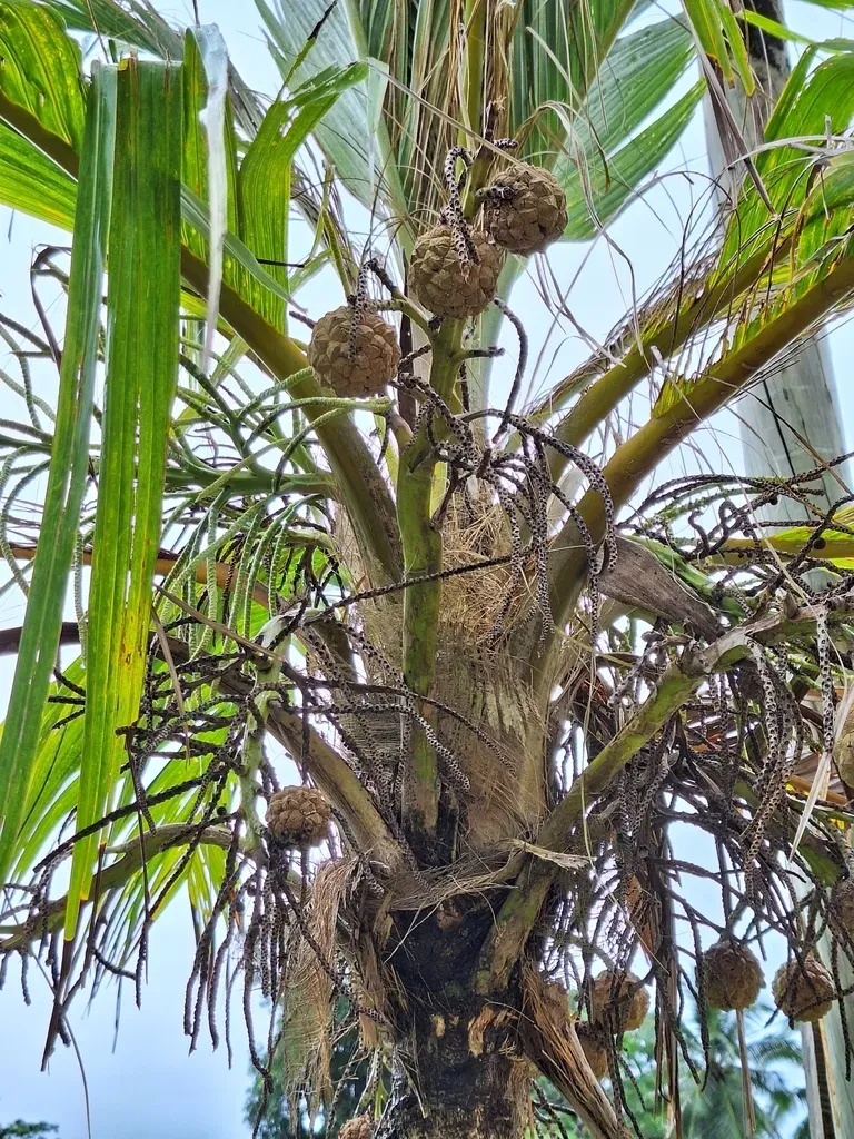 Pelagodoxa Mesocarpa