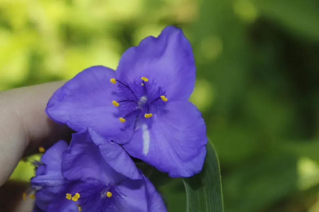 Ohio Spiderwort