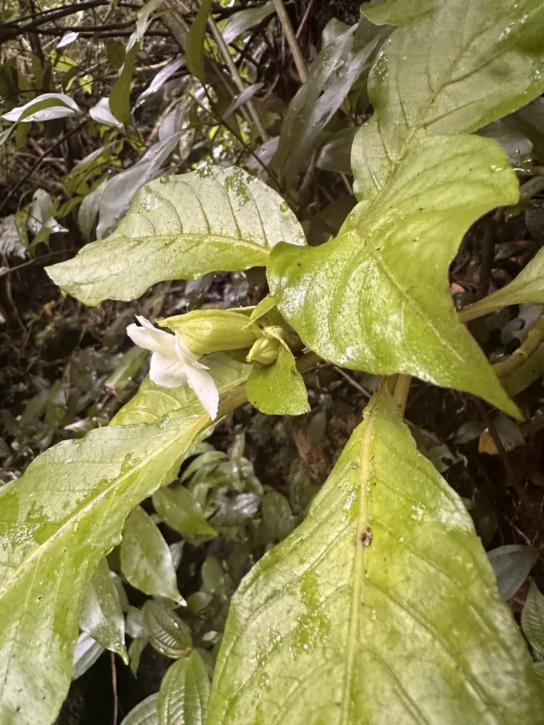 Cyrtandra Grandiflora