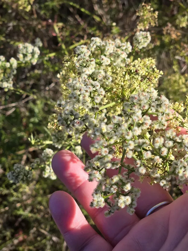 Narrowleaf Bedstraw