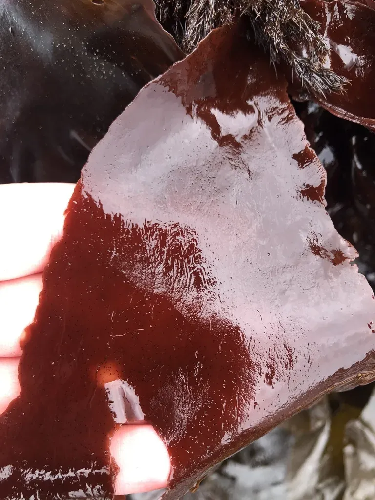 Schizymenia Pacifica