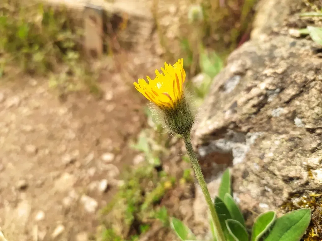 Shaggy Mouse-ear-hawkweed