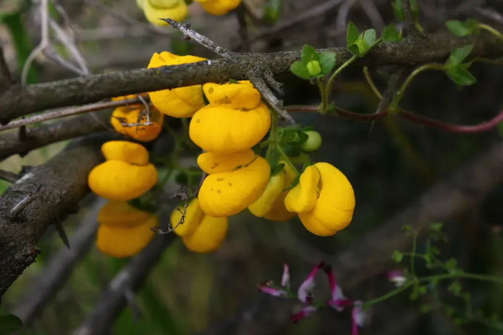 Calceolaria Glandulosa