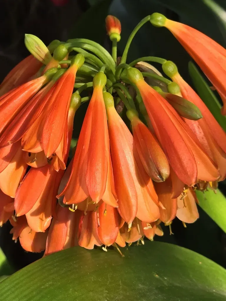 Clivia × Cyrtanthiflora