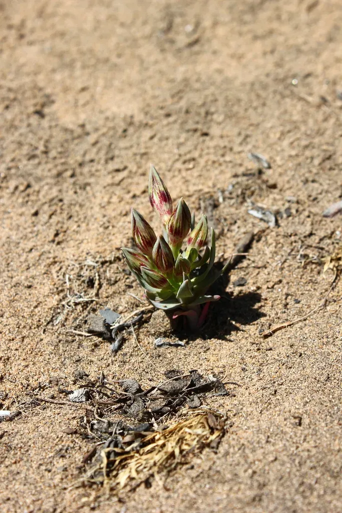 Alstroemeria Recumbens