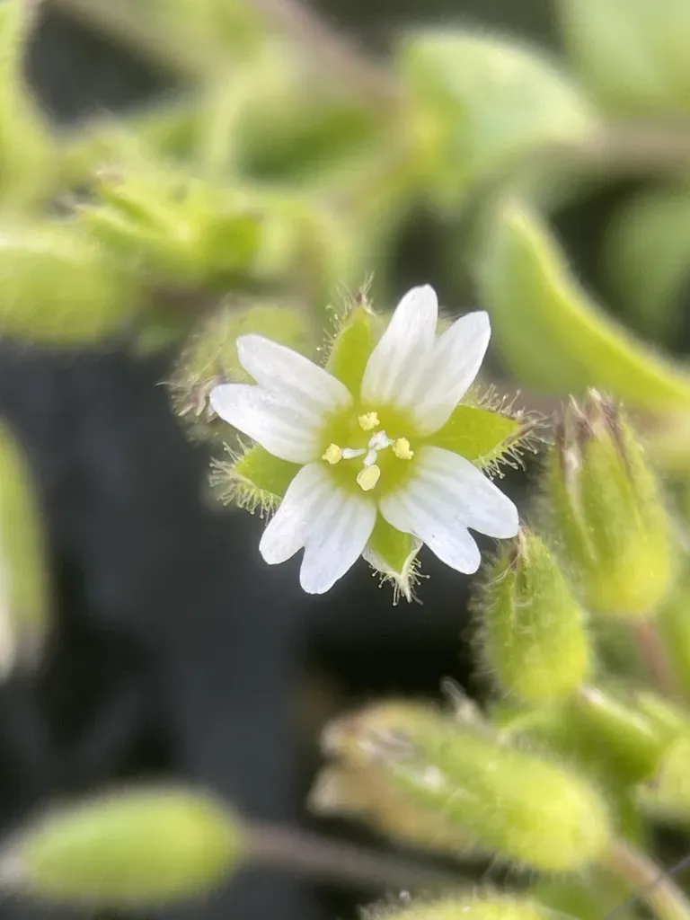 Fourstamen Chickweed