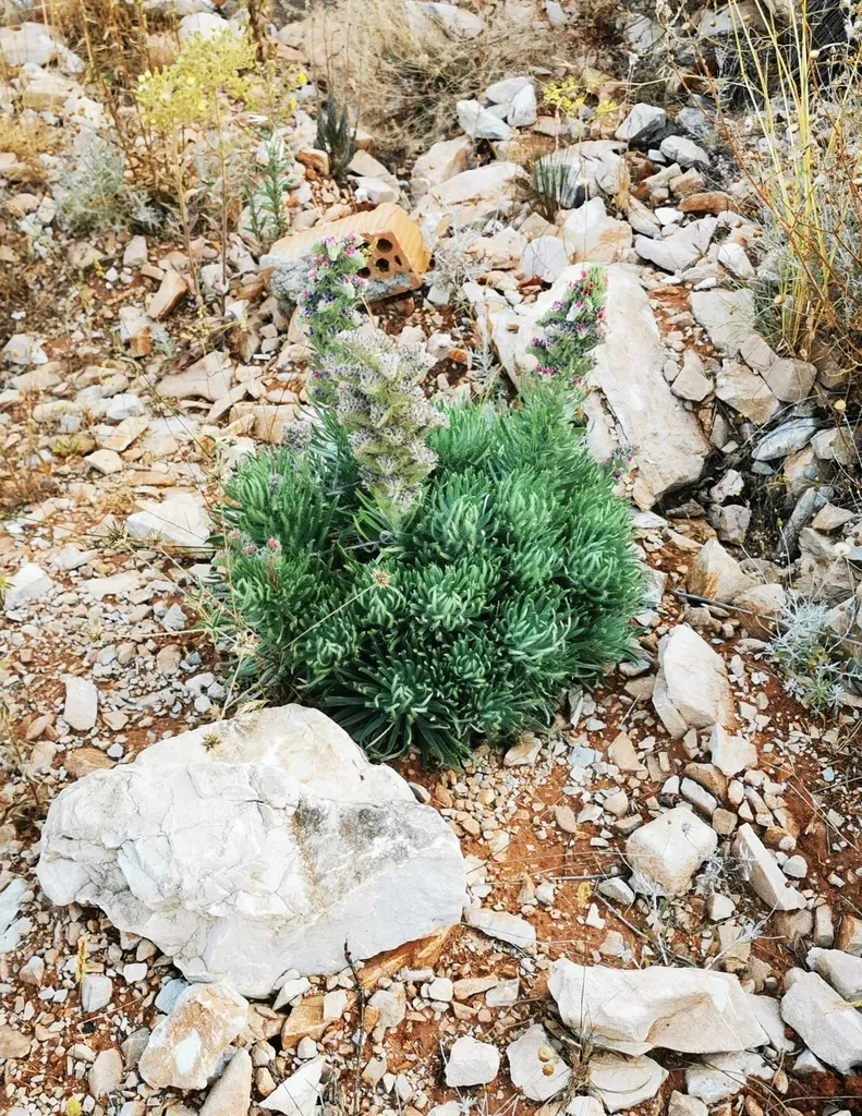 White-leaved Bugloss