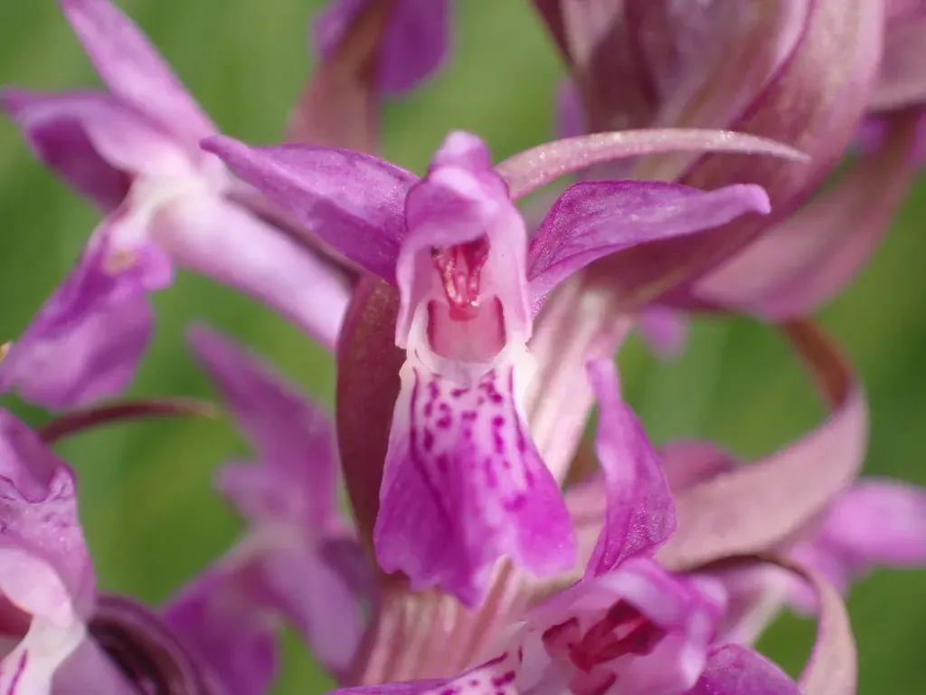 Dactylorhiza × Aschersoniana