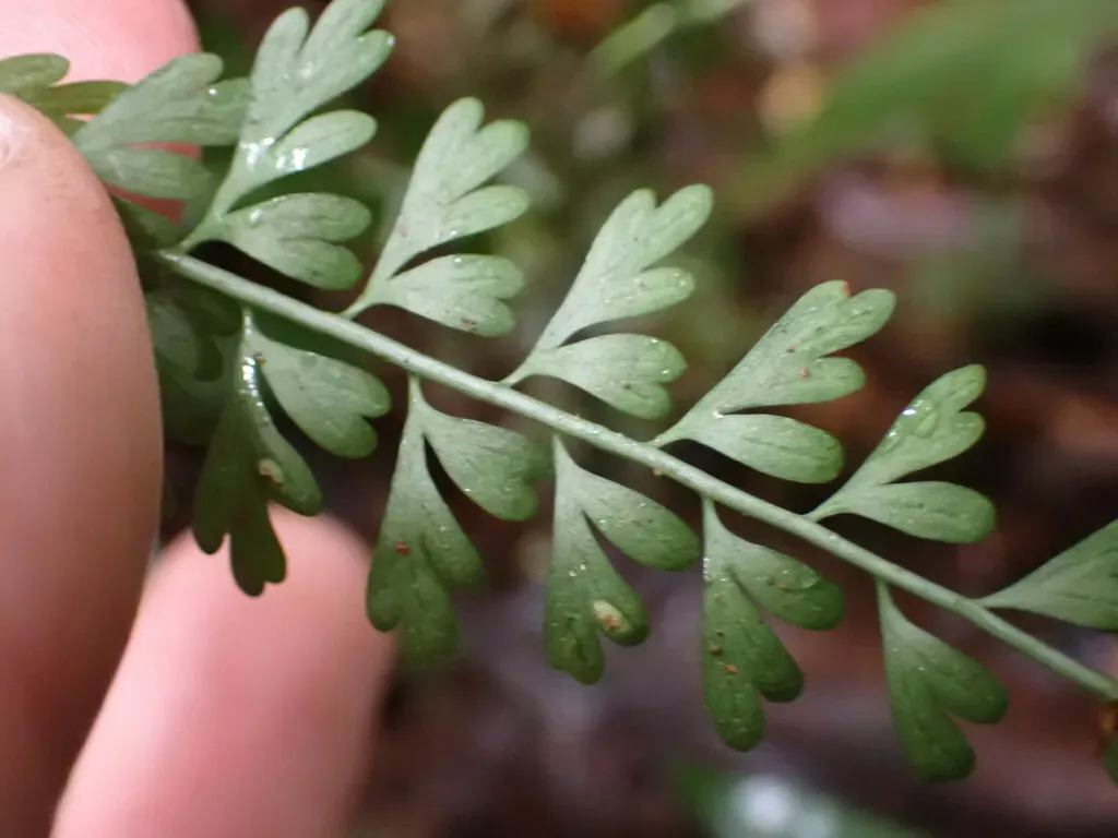 Drège's Spleenwort